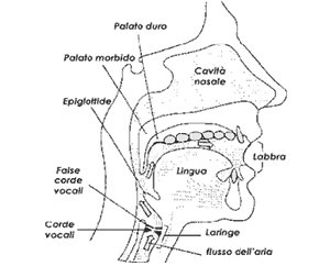 anatomia vocale