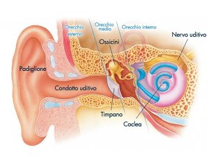come funziona l udito orecchio